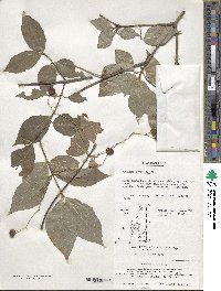 Euonymus oxyphyllus image