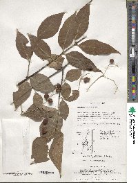 Euonymus oxyphyllus image