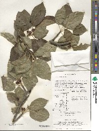 Ilex macropoda image