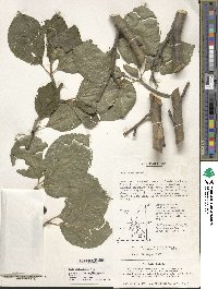 Ilex macropoda image