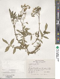 Solanum polyadenium image