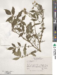 Solanum polyadenium image