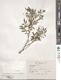 Solanum verrucosum image