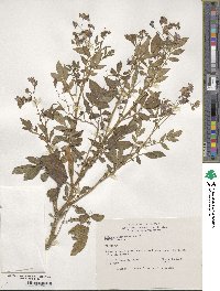 Solanum verrucosum image