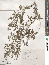 Solanum verrucosum image