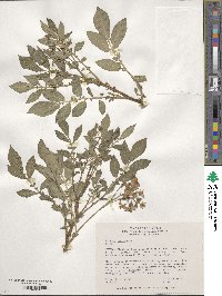 Solanum verrucosum image