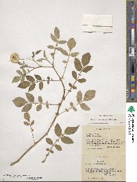 Solanum verrucosum image
