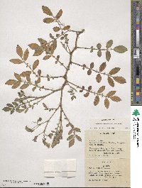 Solanum verrucosum image