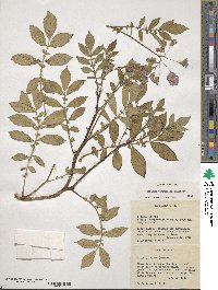 Solanum verrucosum image