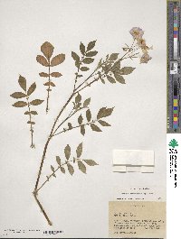 Solanum verrucosum image