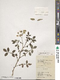 Solanum verrucosum image