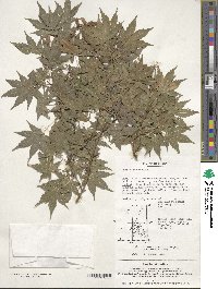 Acer palmatum image