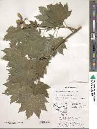 Acer pseudosieboldianum image