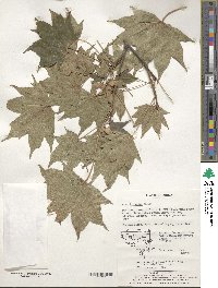 Acer truncatum image