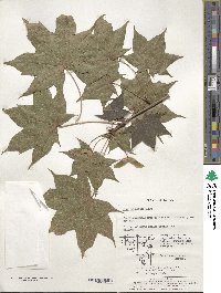 Acer truncatum image