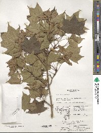 Acer truncatum image