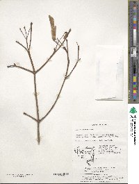 Acer truncatum image