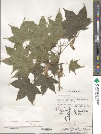 Acer truncatum image