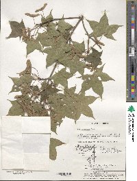 Acer truncatum image