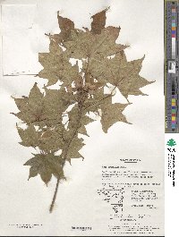 Acer truncatum image