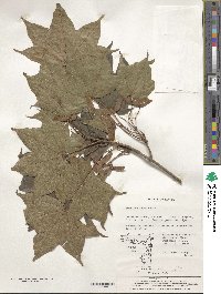 Acer truncatum image