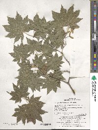 Acer pseudosieboldianum image