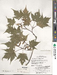 Acer komarovii image