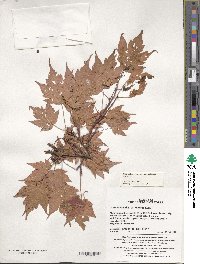 Acer komarovii image