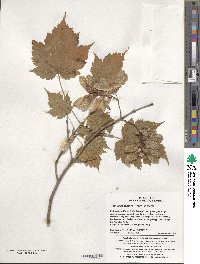 Acer ukurunduense image