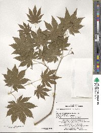 Acer pseudosieboldianum image