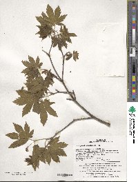 Acer pseudosieboldianum image