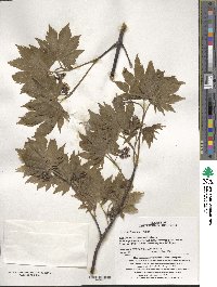 Acer pseudosieboldianum image