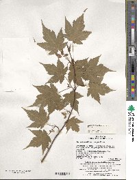 Acer komarovii image