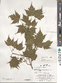 Acer komarovii image