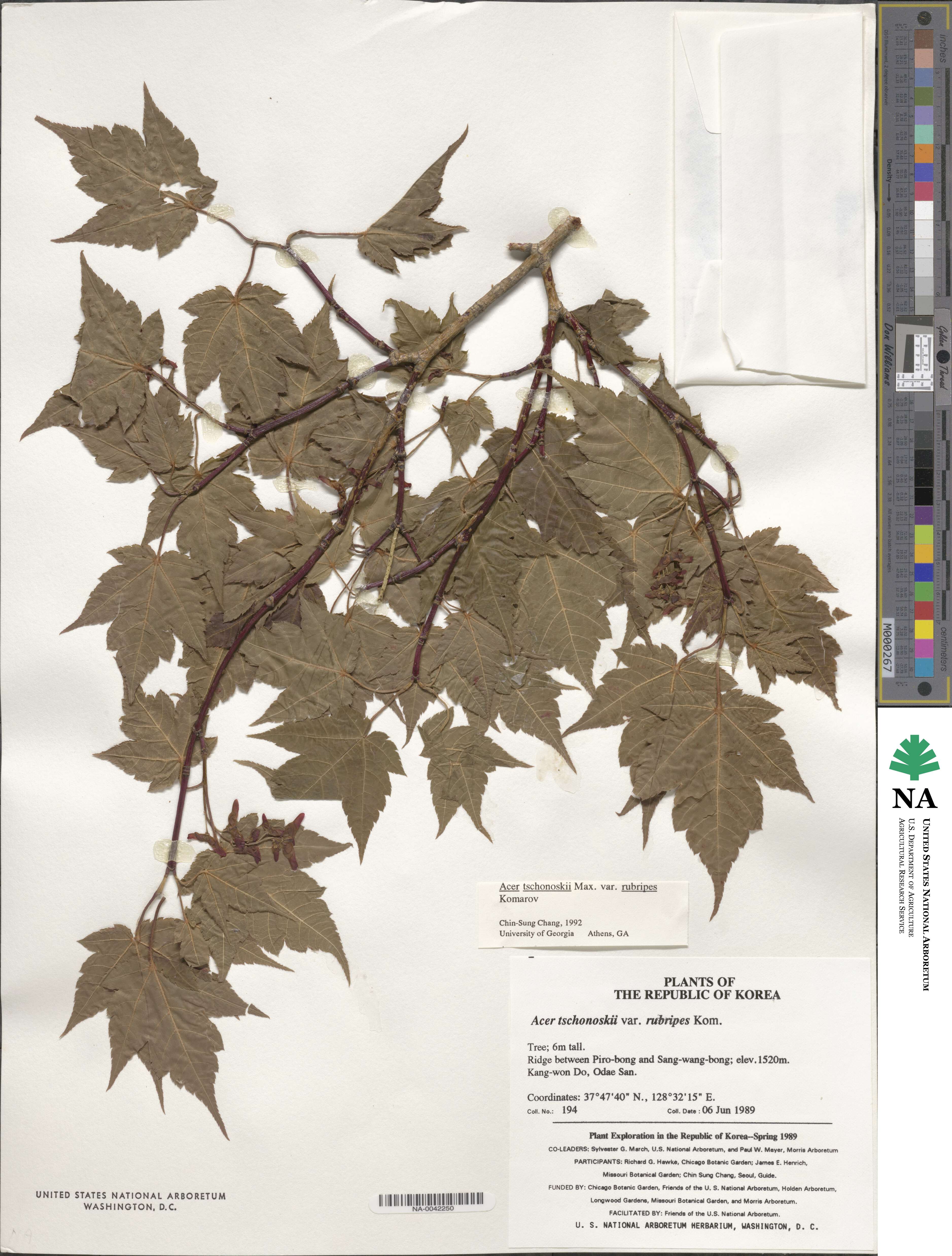 Acer komarovii image
