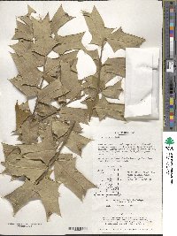 Ilex cornuta image