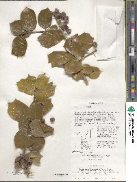 Ilex cornuta image