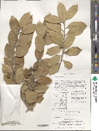 Ilex cornuta image