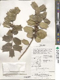 Ilex cornuta image