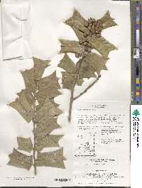 Ilex cornuta image