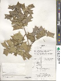 Ilex cornuta image