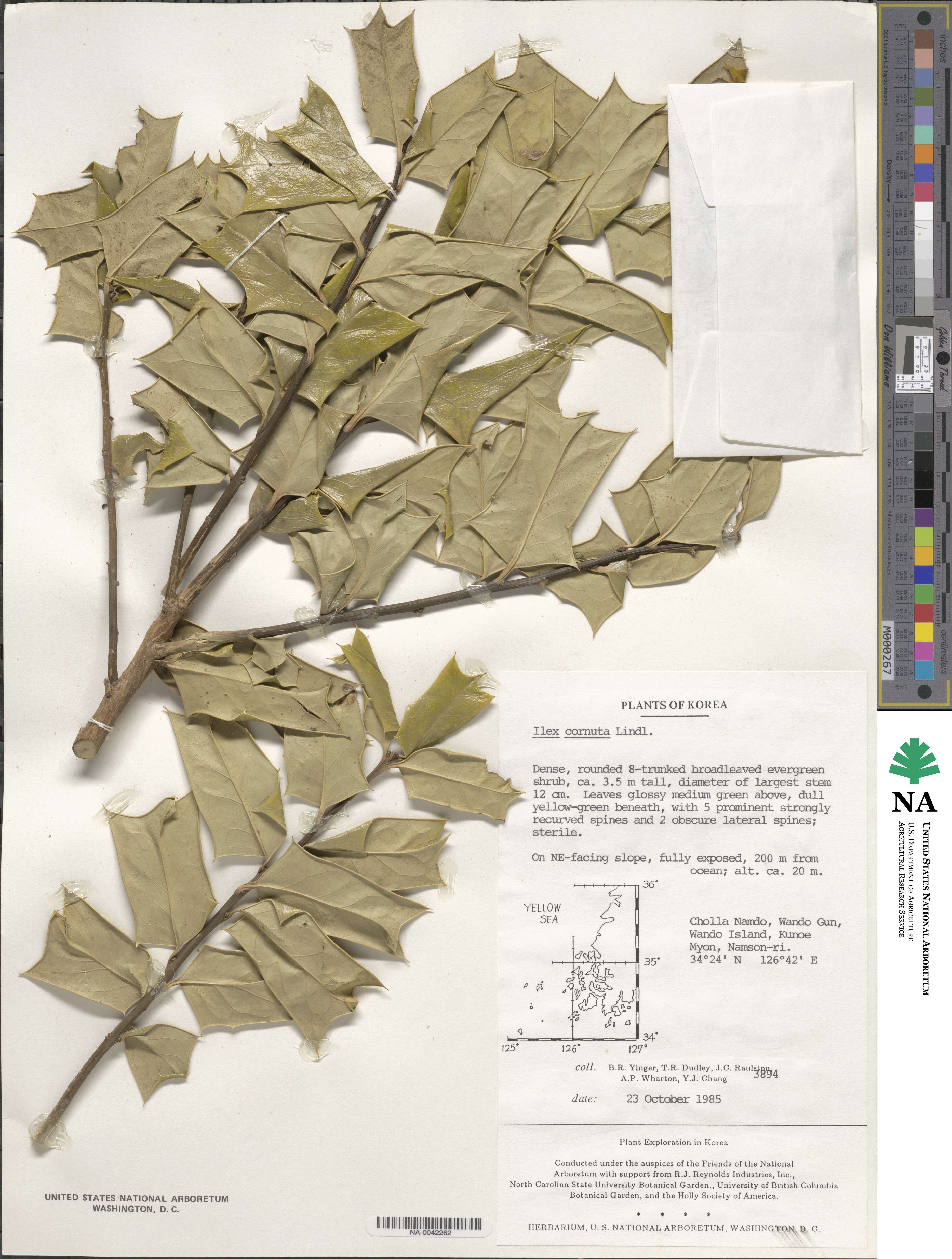 Ilex cornuta image