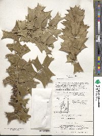 Ilex cornuta image