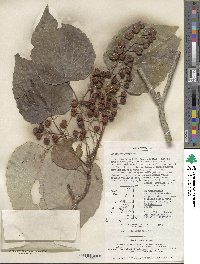 Idesia polycarpa image