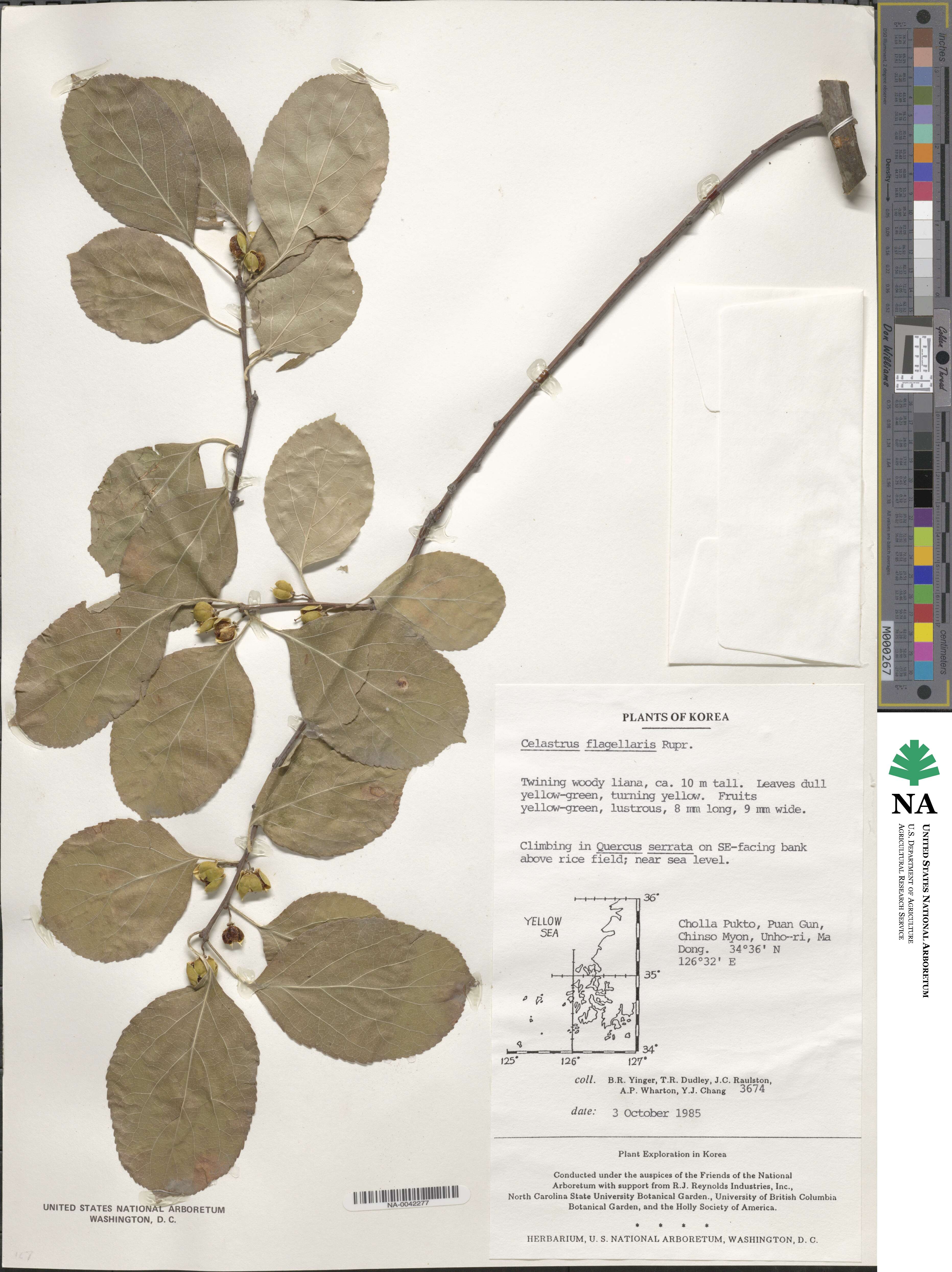 Celastrus flagellaris image