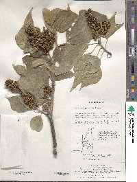 Mallotus japonicus image