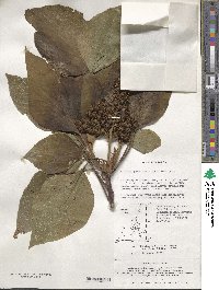 Mallotus japonicus image