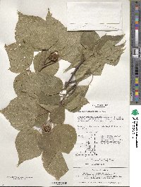 Mallotus japonicus image