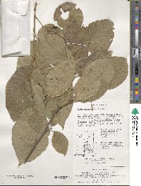 Neoshirakia japonica image