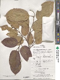 Neoshirakia japonica image